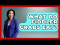 What Do Fiddler Crabs Eat - The Marine Life Explorer