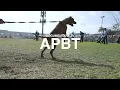AMERICAN PITBULL TERRIER BREED REVIEW