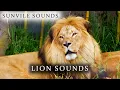 Download Lagu Lion Sounds | Animal Sounds with Peter Baeten