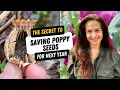 The Secret to Saving Poppy Seeds for Next Year