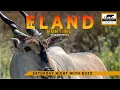 Lagu Hunting Eland - Zimbabwe Safari with Buzz Charlton