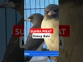 Download Lagu suara pikat kekep babi gacor #pikatkekepbabi #kekepbabi