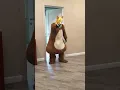 Download Lagu A big fat cat leaves a dog squeaking toy for a little dog