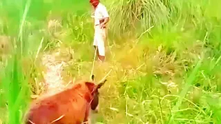man sex donkey wow full video viral hu gai