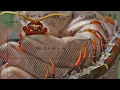 How Do Centipedes Walk