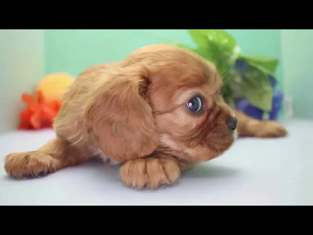 動画