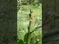 Download Lagu Simple way, graft lemon branch onto wild grapefruit tree.