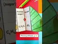 The process of photosynthesis cut and paste science activity for interactive notebooks