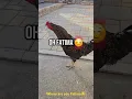 Download Lagu where are you Fatima 🤣🤣😂#memes #funny #fatima #viralvideo #foryou #most #funnyvideo #chicken
