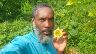 Passion Fruit Was Never Supposed To Be Jamaican 😳🇯🇲