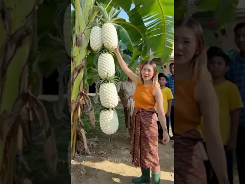 สับปะรดสีขาวที่เครือต้นกล้วยในหมู่บ้าน  #viral #fruit #pony #amazing #satisfying