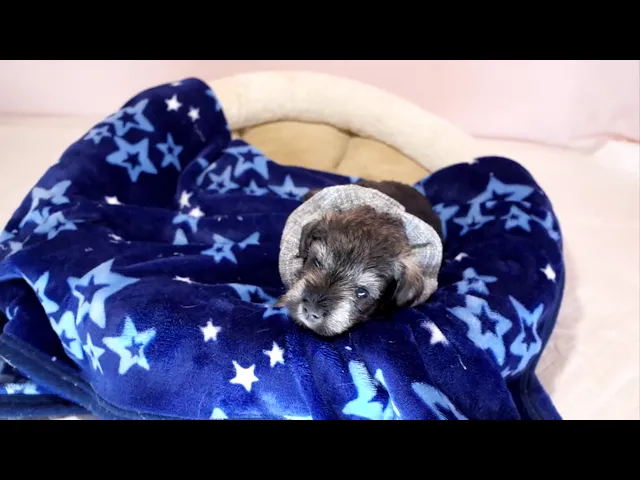 動画