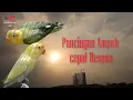 Pancingan Lovebird Ngetik Ngekek Panjang | Masteran paling Ampuh