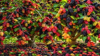 easy and fast method to propagate and grow mulberry fruit trees #garden #plant #diy 