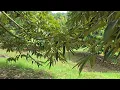 Download Lagu KEBUN PAK JINTON BATAM.