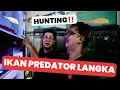 Download Lagu HUNTING!!! PUSATNYA IKAN PREDATOR SUPER RARE SEHARGA PULUHAN JUTA SAMPAI RATUSAN JUTA -IMPIAN HOBIES