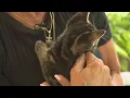 Witnesses say they rescued kittens who survived being thrown from moving car WSB-TV