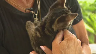 Witnesses say they rescued kittens who survived being thrown from moving car WSB-TV