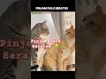 Download Lagu Pinjam Dulu Seratus #funnyvideo #cat #ytshorts