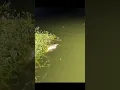 Download Lagu Apa teknik terbaik untuk memancing malam hari #menangkap #ikan #celana pendek