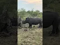 Rhino s Earthly Delight Witnessing Soil Feeding