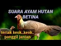 Download Lagu SUARA AYAM HUTAN BETINA BERTERIAK KEOK KEOK SANGAT AMPUH
