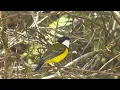 Download Lagu Suara burung kancilan emas | bimoli | golden whistler | di alam liar