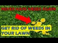 How To Kill Weeds In St Augustine Grass Have A WEED-FREE Lawn