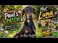 Meet Luna Our Doberman s Story