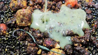 طرز تهیه غذای مایع خامه ای تخمیر شده از کنف و خرچنگ برای کپور بزرگ دندنها