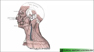 Platysma Structure Functions