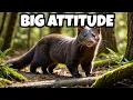 Download Lagu 😱 The Nippy Little Mink – Tiny Predator with a BIG Attitude! 🦦🔥