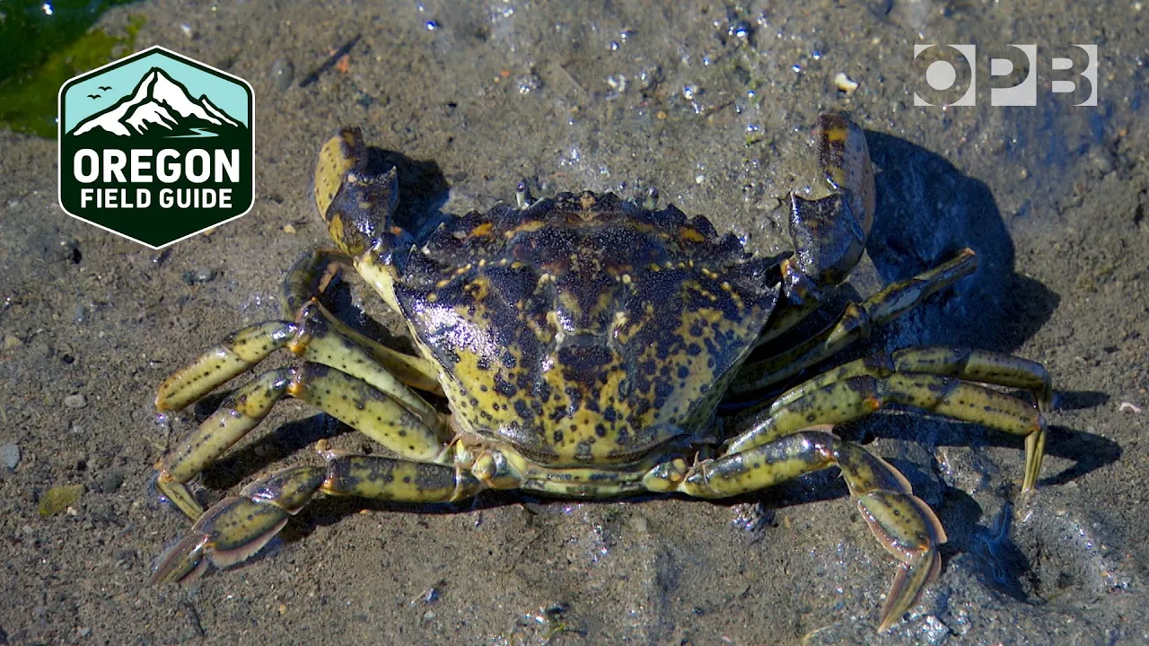 Green crabs are invading the Pacific Northwest coast | Oregon Field Guide