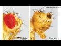 Common Misconceptions About Evolution