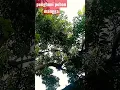 Download Lagu Banyak Yang Bersembunyi, kicau suara burung liar ‼️ #shorts #short #burungdialamliar