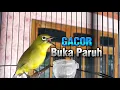 Download Lagu GACOR Dakun Pleci voor het trainen van Pleci NGALAS-materiaal
