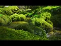 Gentle stream sounds with robins singing their songs