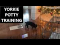 Yorkie Potty Training - Yorkshire Terrier Potty Trained in only 1 week