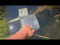 Download Lagu Flushing Out Frog Ponds