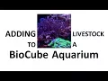 Coralife Size 32 LED BioCube Aquarium COMPLETE SALTWATER FISH ONLY PACKAGE - Video 5 of 4