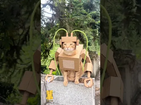 ⭐ You Can't Watch This Without Smiling! 🥹🐱 #shorts #funny #cats