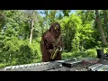 Download Lagu Man I Love Frogs (Live Looping)