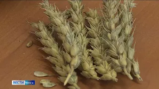 Семь новых сортов из Омска пополнят Госреестр сельскохозяйственных культур