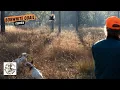 Perfect Hunt for Bobwhite Quail in Georgia