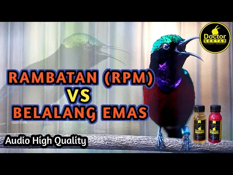 Download MP3 KONIN GACOR FULL ISIAN TEMBAKAN BELALANG EMAS VS RAMBATAN COCOK BUAT KOLIBRI NINJA BAHAN TROTOL