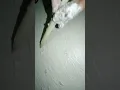 Rose drawing with mud and alphabet double S.