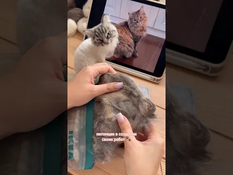 Миниатюра из КОШАЧЬЕЙ шерсти 🙀 #валяние #кошки