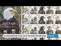Washington photographer s eagle photo featured on stamp sheet
