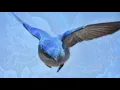 Robert Plant - Bluebirds Over the Mountain