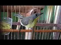 Download Lagu SUARA BURUNG REMETUK LAUT BETINA NYIUL GACOR
